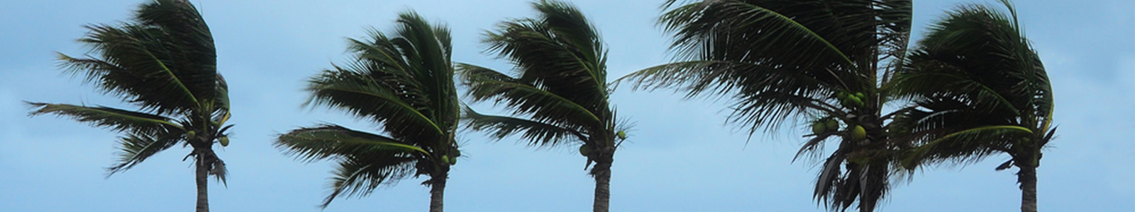 Tropical palm trees in strong winds during a hurricane