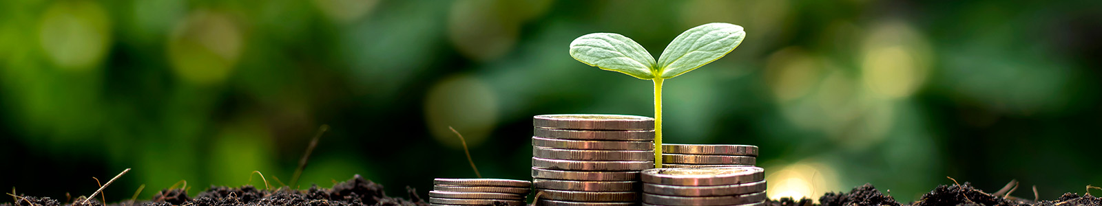 Sapling growing from a stack of coins representing sustainable procurement purchasing