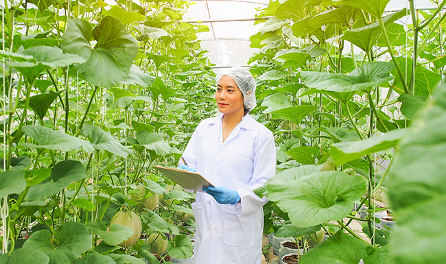 Female scientist in lab sterile lab coat, gloves, hair net in greenhouse